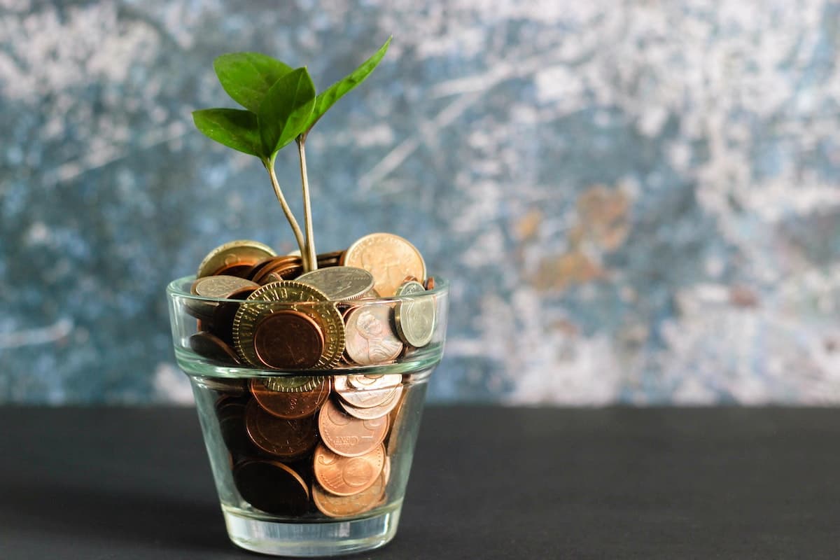 The Benefits of a Money Tree Plant Business: How to Start